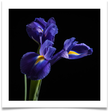 Iris curves - Geoffrey Hughes Iris curves - Geoffrey Hughes